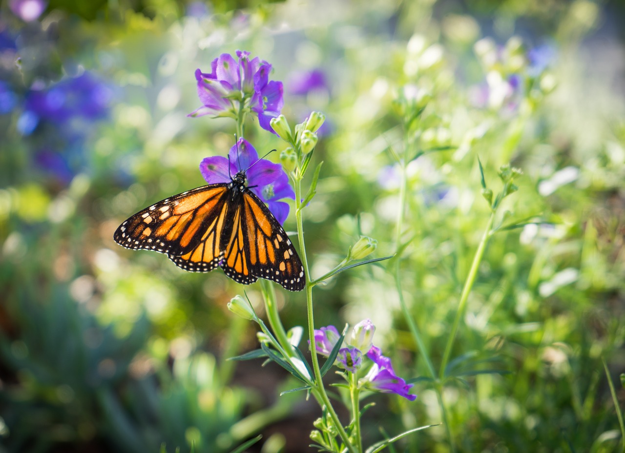 papillon monarque sur fleur violette